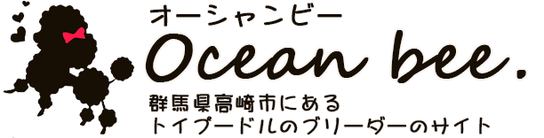 Oceanbee.群馬県高崎市のトイプードルブリーダー